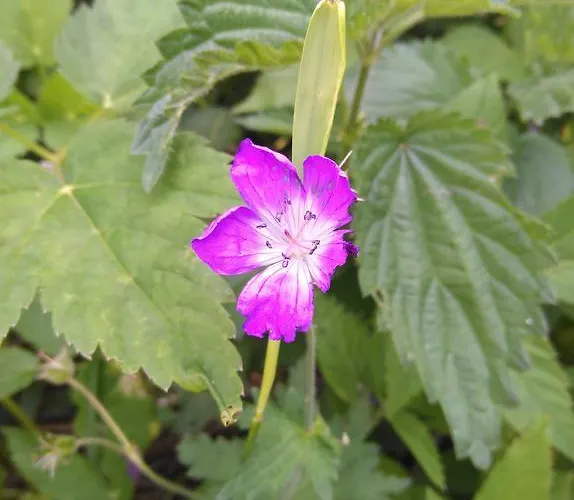 Haus Schoderbock * St. Leonhard im Pitztal
