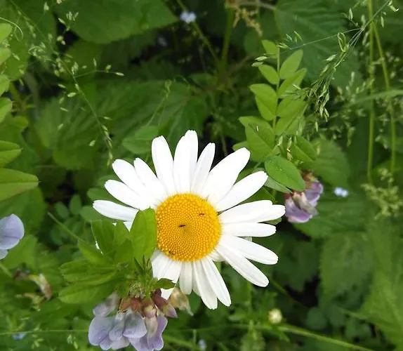 Haus Schoderbock Apartament *