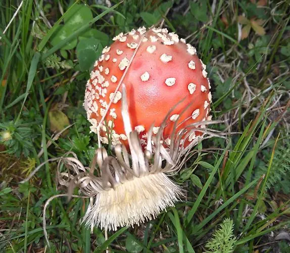 Haus Schoderbock Apartament